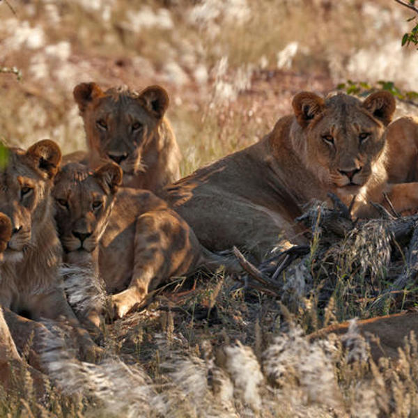Hobatere Lodge - Lions
