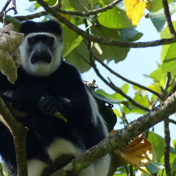 Oplev kolubus aber på safari