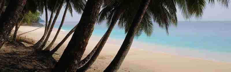 strand med palmer