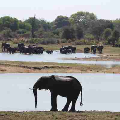 Elefanter i Kruger
