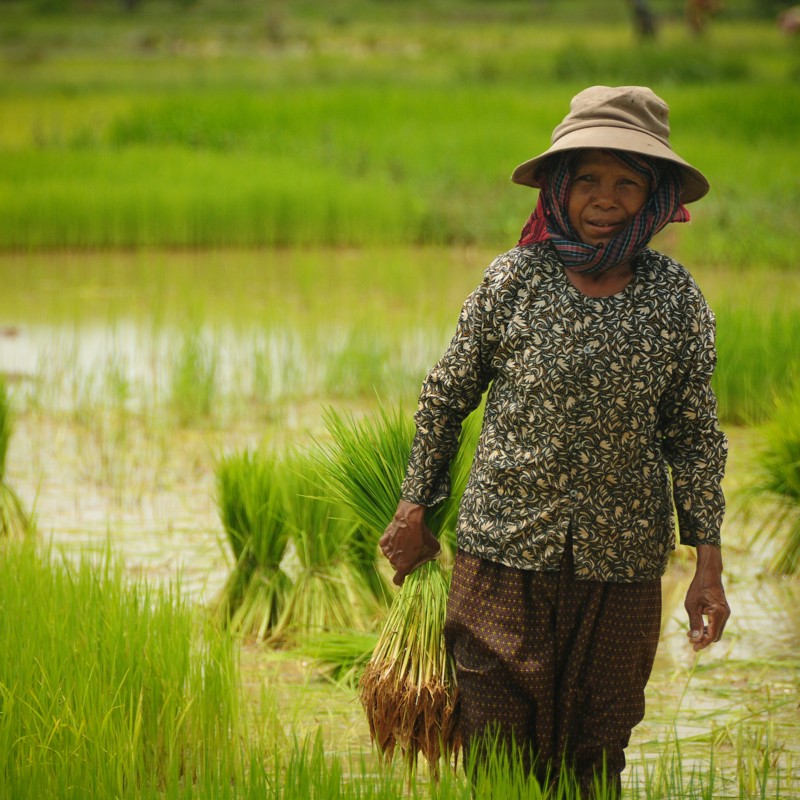 PÃ¥ vej hjem fra dagens arbejde, Siem Reap, Cambodia