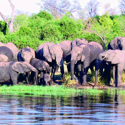 elefanter ved flod