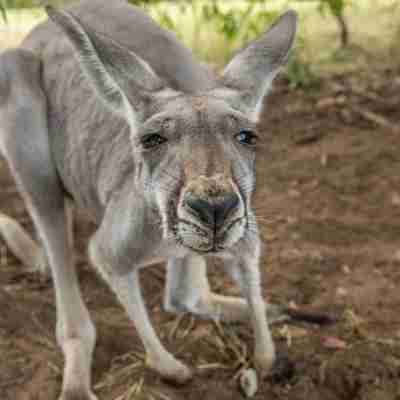 Kænguru tæt på, Australien
