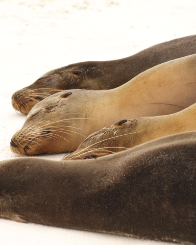 På opdagelse i Galapagos’ øhav