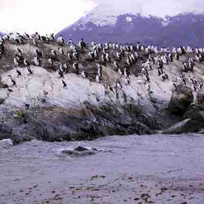 En koloni af pingviner ved Ushuaia