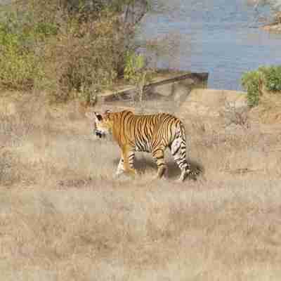 Bengalsk tiger i nationalpark, indien