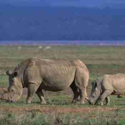 Ngorongoro næsehorn, Tanzania