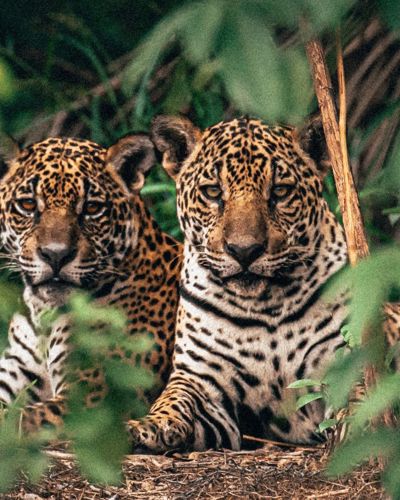 Pantanal – et sted, hvor stilhed og dyreliv sætter spor