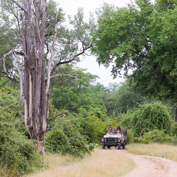 Game Driive i South Luangwa fra Nkonzi