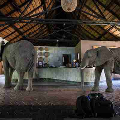 Elefanter i receptionen på Mfuwe Lodge