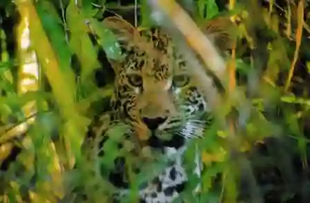 Leopard, Lower Zambezi, Zambia