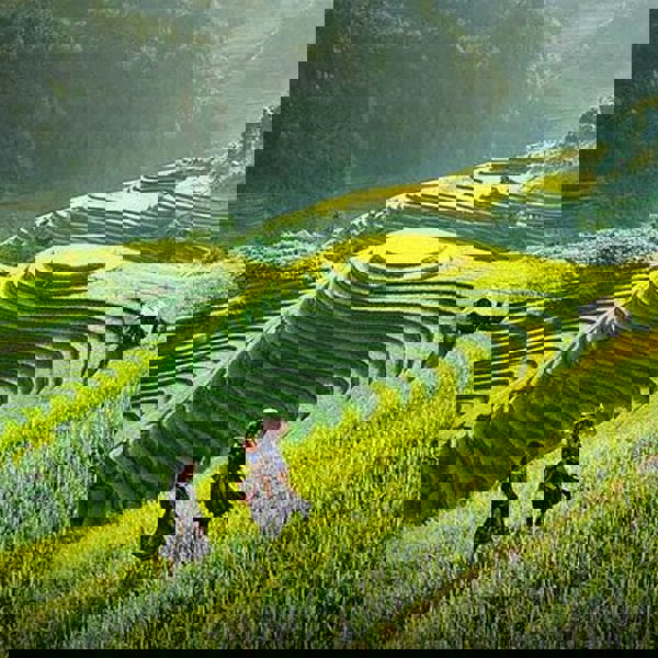 Rismarker over Hoi An