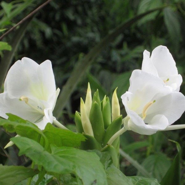 baracoa blomster