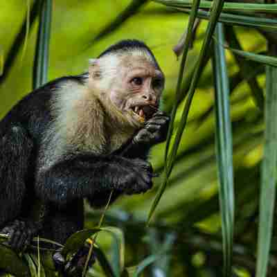 Kapuciner abe, Costa Rica