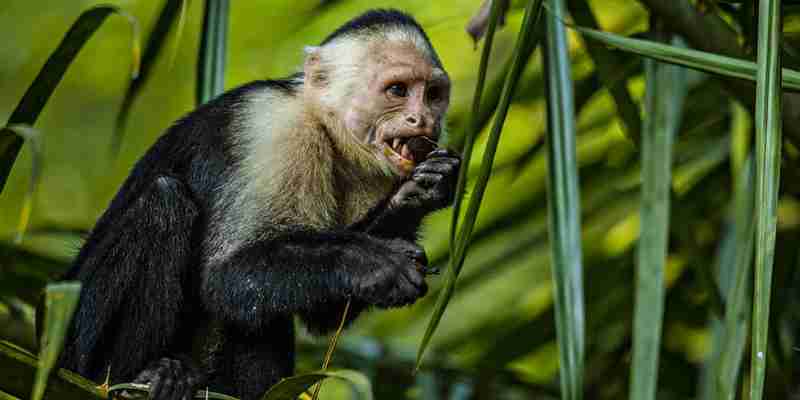 Kapuciner abe, Costa Rica