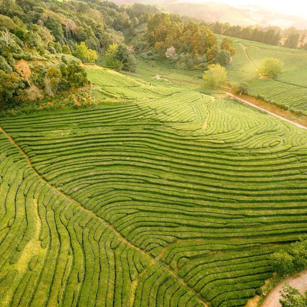 Marker på skråning på Azorerne