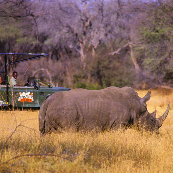 Hwange - Rhino on game drive