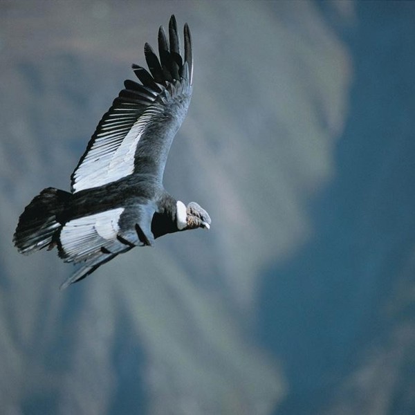 Colca Canyon, Peru