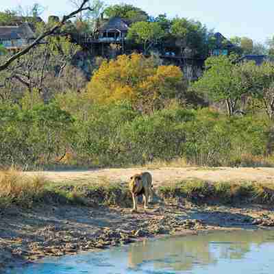 Løve ved vandhul ved Leopard Hills