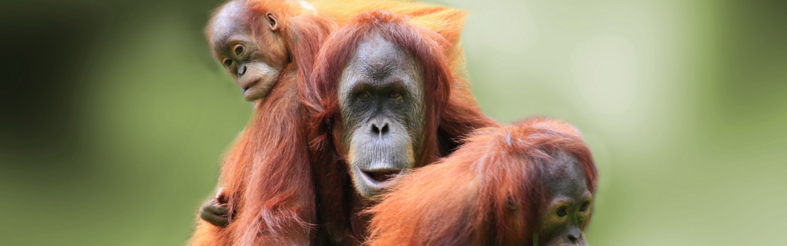 Orangutangmor med unge, Borneo, Malaysia - Copy