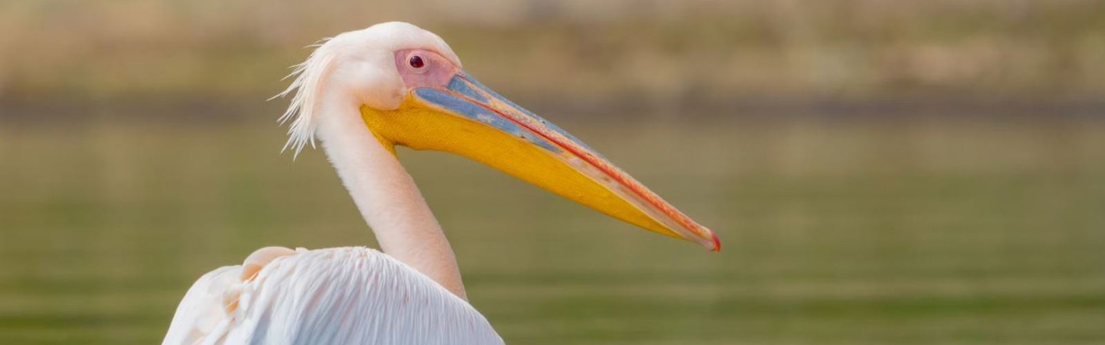 I:\AXUMIMAGES\Afrika\Kenya\Lake Naivasha\Pelican