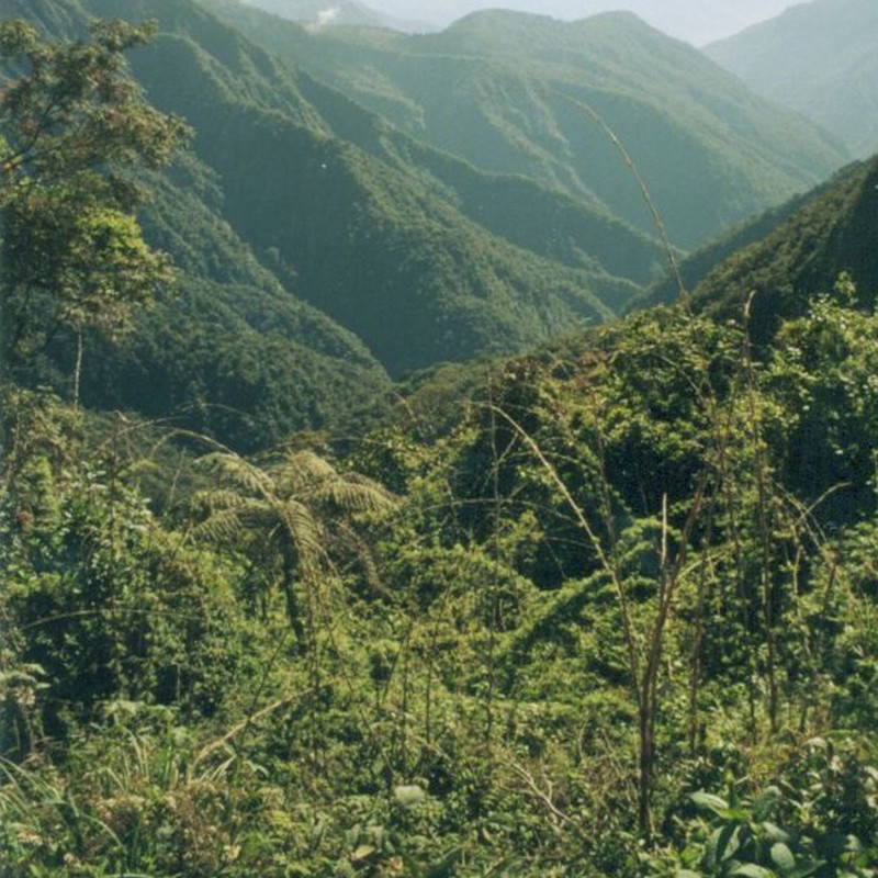 yungas