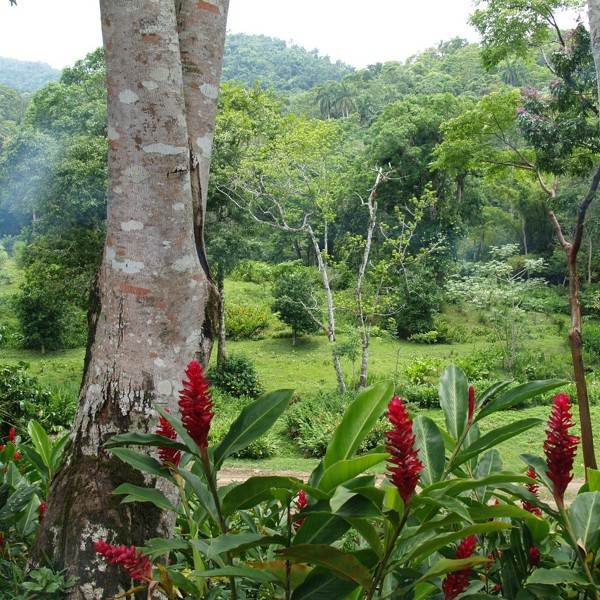 las terrazas skov