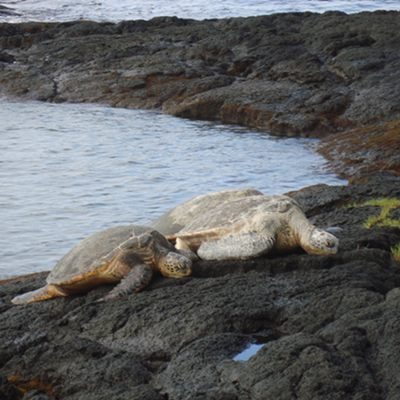 Havskildpadder på Big Island