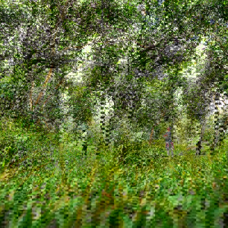 Naturen på Galapagos