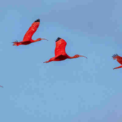 Flock of Scarlet Ibis 1640x571 (Demerara River Cruise)