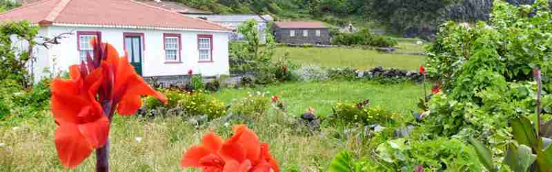 Lokalt hus i grønt landskab på Faial