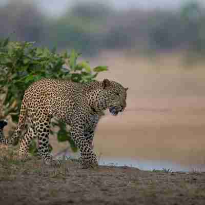 Leopard i Zambia