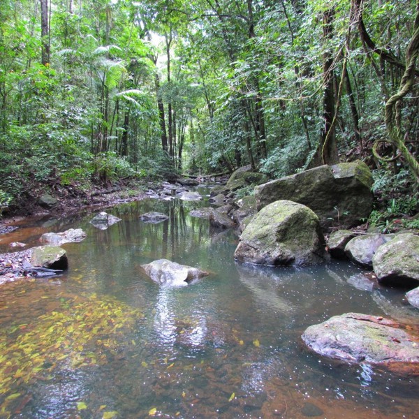 Junglen i Guyana