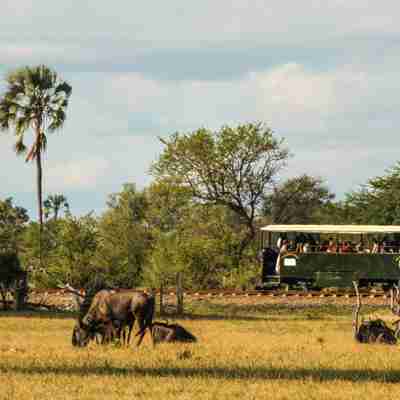 Elefant Ekspressen i landskabet, Zimbabwe