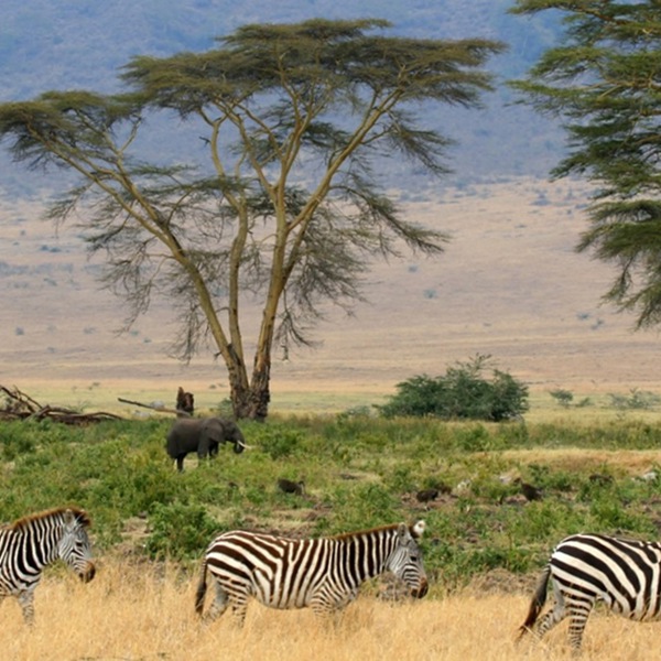 Tanzania safari i Serengeti Nationalpark