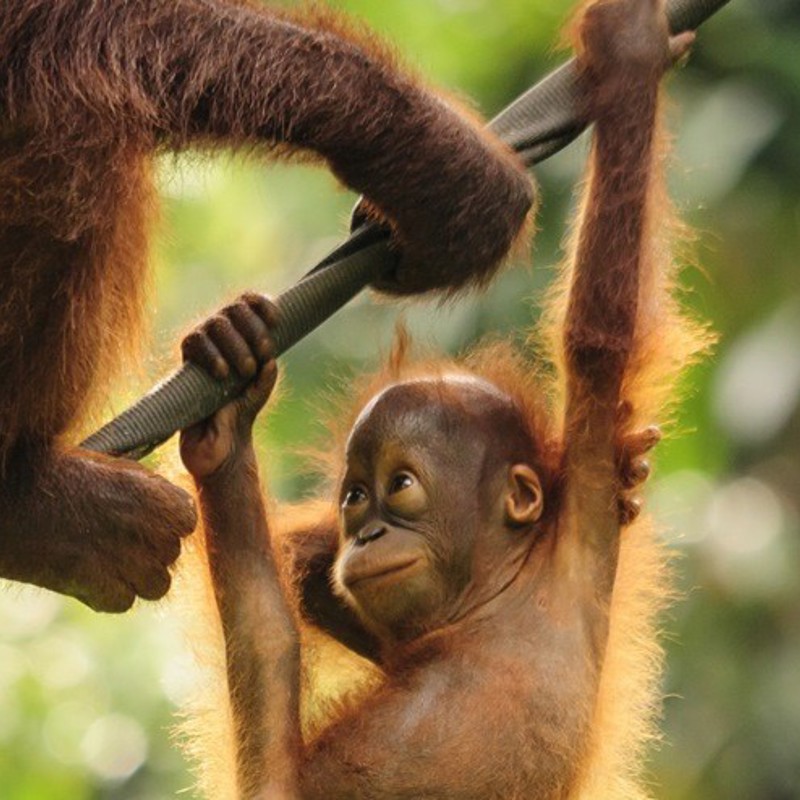 Rejser til Malaysia & Borneo