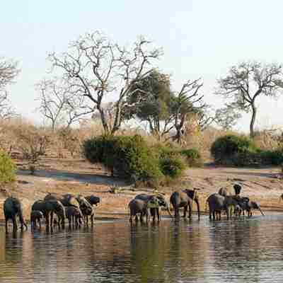 Elefanter der drikker, Chobe National Park, Botswana