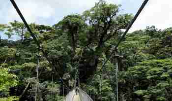 Man ser det hele lidt fra oven fra hængebroerne i Montevedes tågeregnskov, Costa Rica