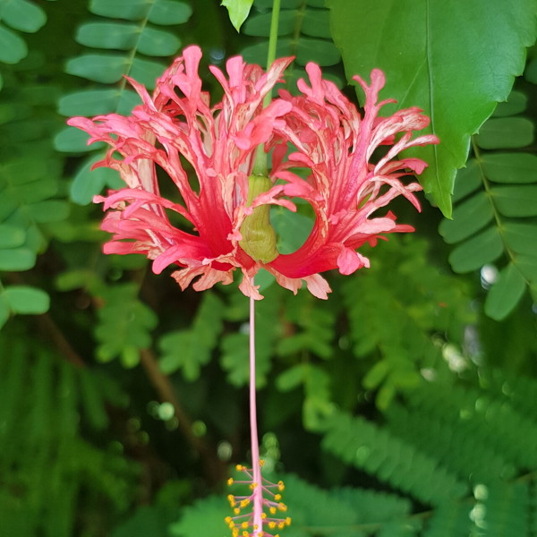 Danpaati regnskov, Surinam