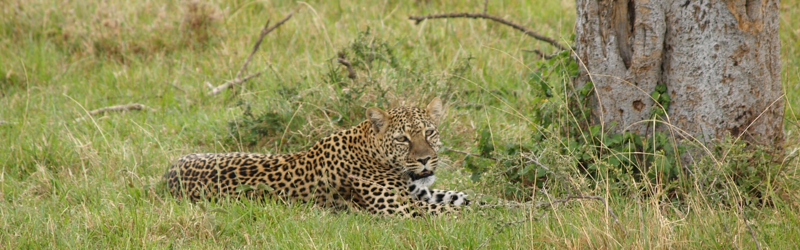 Leopard