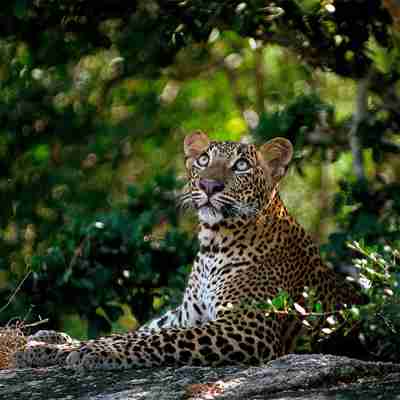 Leopard i Yala nationalpark Sri Lanka