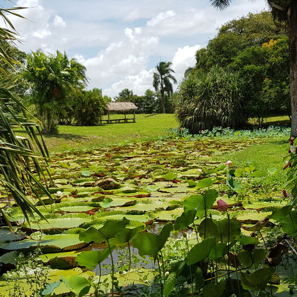 Surinam New Amsterdam