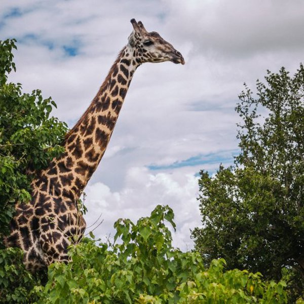 Giraf i Chobe National Park