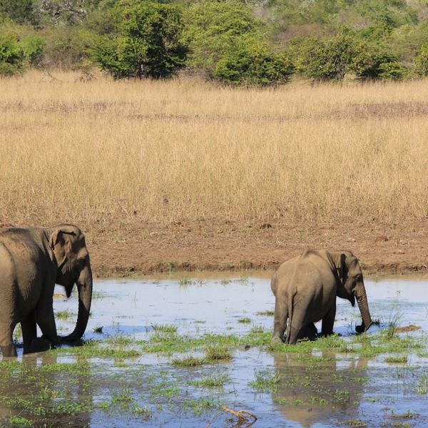 Elephants - Yala Nationalpark
