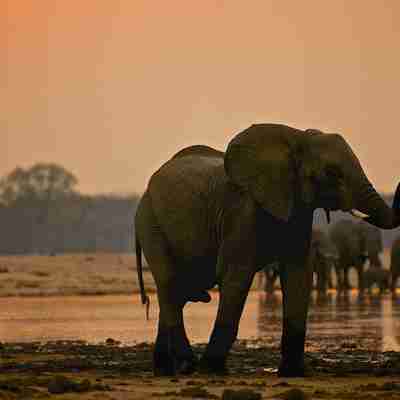 Elefanter i solnedgang, Zimbabwe