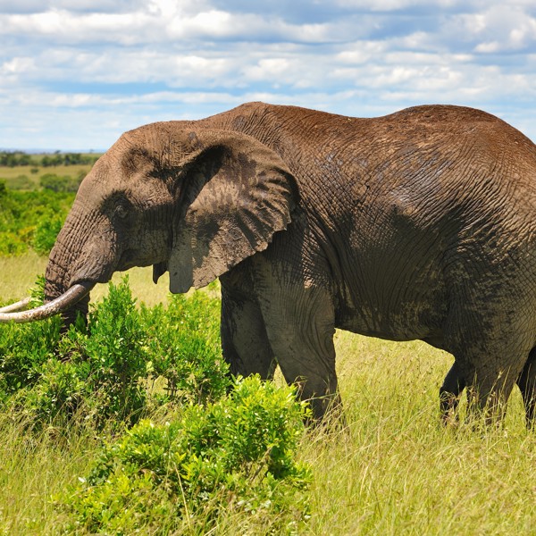 Elefant guffer busk, Kenya, Afrika