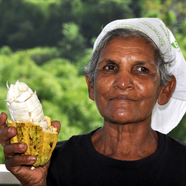 Kakaoplante skåret halvt over