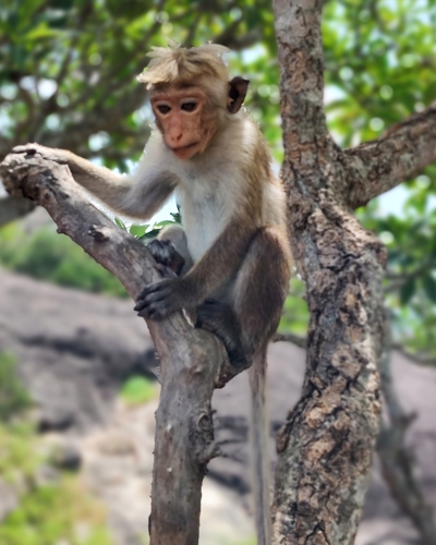 Smukke Sri Lanka – Agnetes møde med det grønne paradis