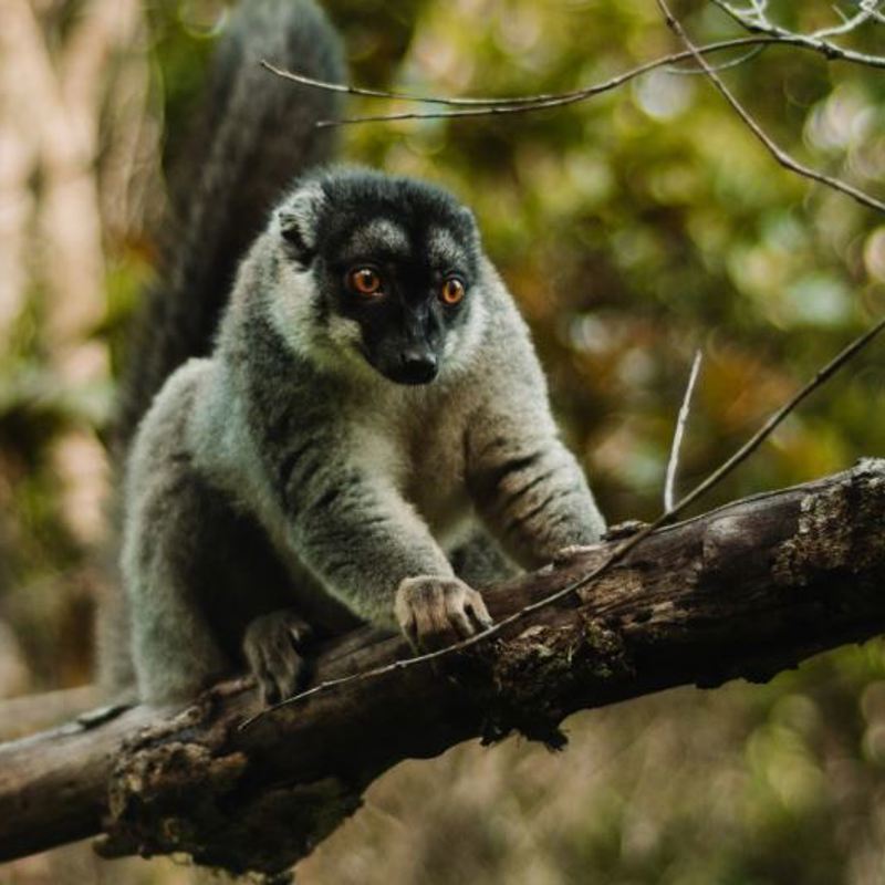 I:\AXUMIMAGES\Pakker på hjemmesiden\Seychellerne, Madagaskar og Dubai\Lemur Madagaskar