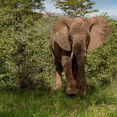 Elefant i Etosha nationalpark